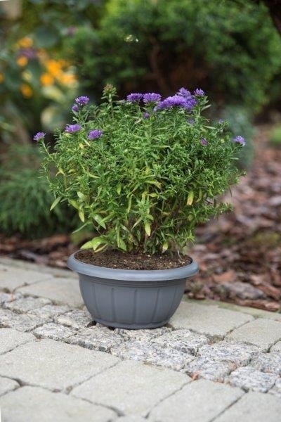 Doniczka misa Verona Verdenia 23 cm terracotta – okrągła, 2,5 L