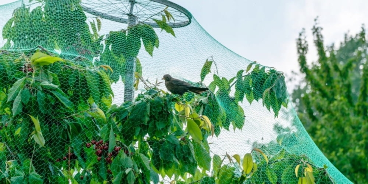 Siatka Przeciw Ptakom 2x10m Planta