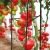 Pergola podpórka pod kwiaty pomidory Plantina 150 cm